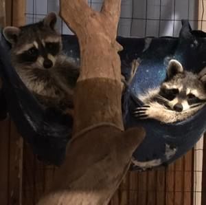 Meet your Posher, Shelley